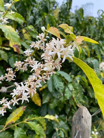Fazenda Allianca Agro景点图片