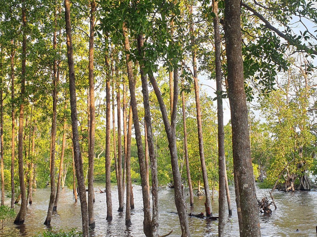 Ruar Mangrove Forest Park景点图片