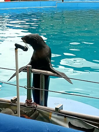 Adler Dolphinarium-索契必去景点