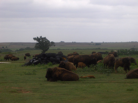 Foss旅游攻略图片