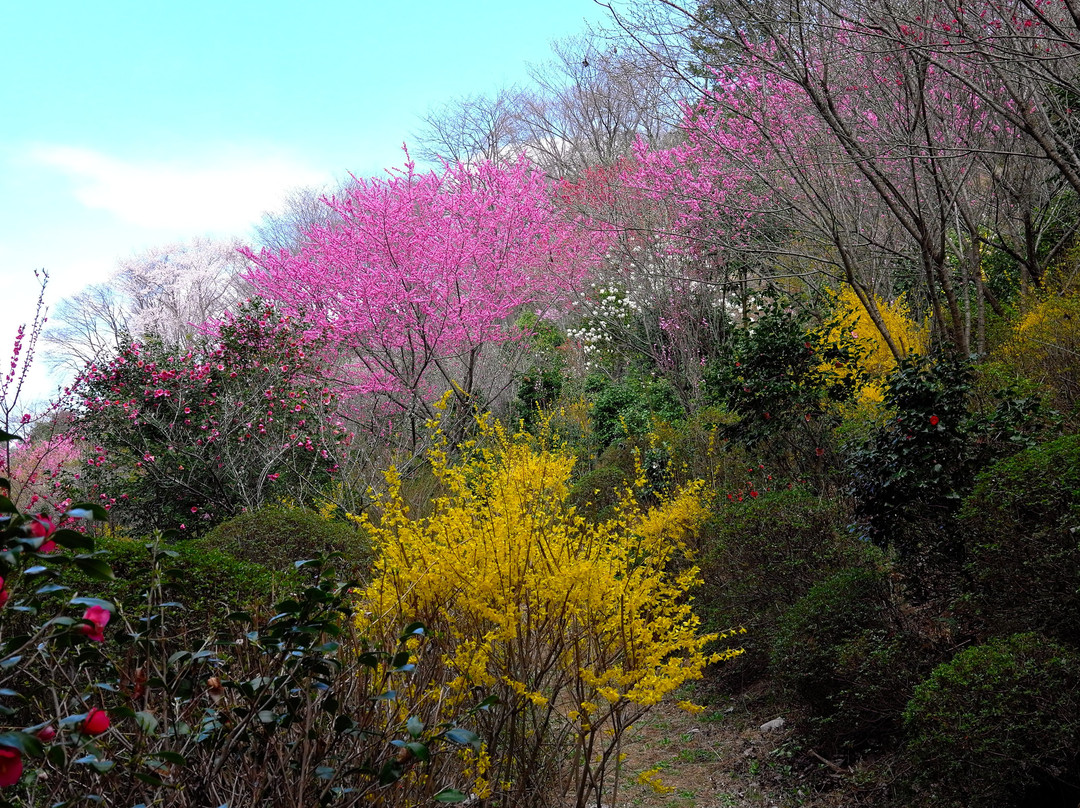 Tochigi Botanical Gardens Ogaki Hanayama景点图片