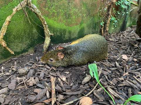 Rutland Zoo-Empingham必去景点