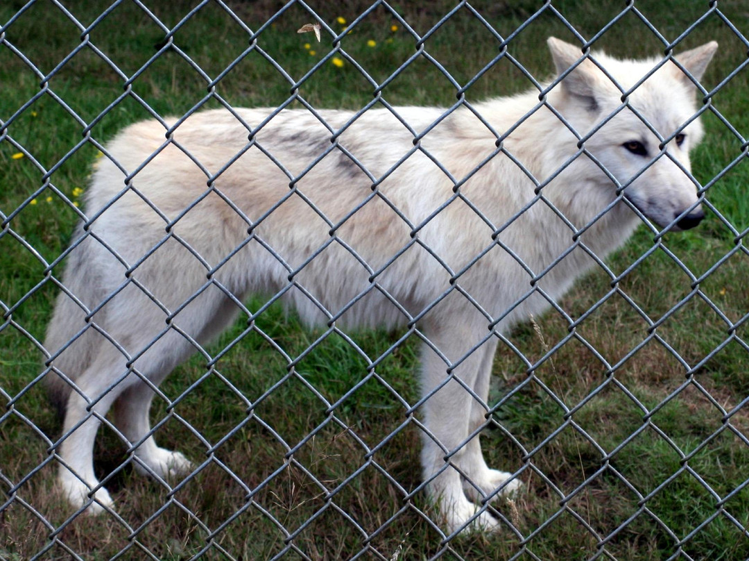 White Wolf Sanctuary & Educational Facility景点图片