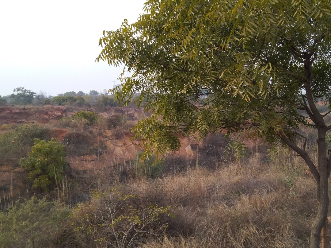 Aravali Biodiversity Park景点图片