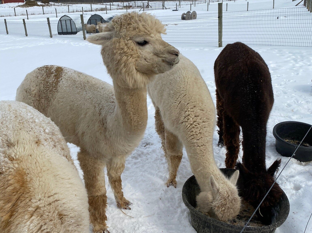 The Petting Farm at Domino's Farms-安娜堡必去景点