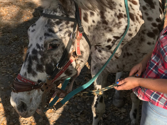 Cactus Jack's Trail Rides & Farm Tours-奥卡拉必去景点