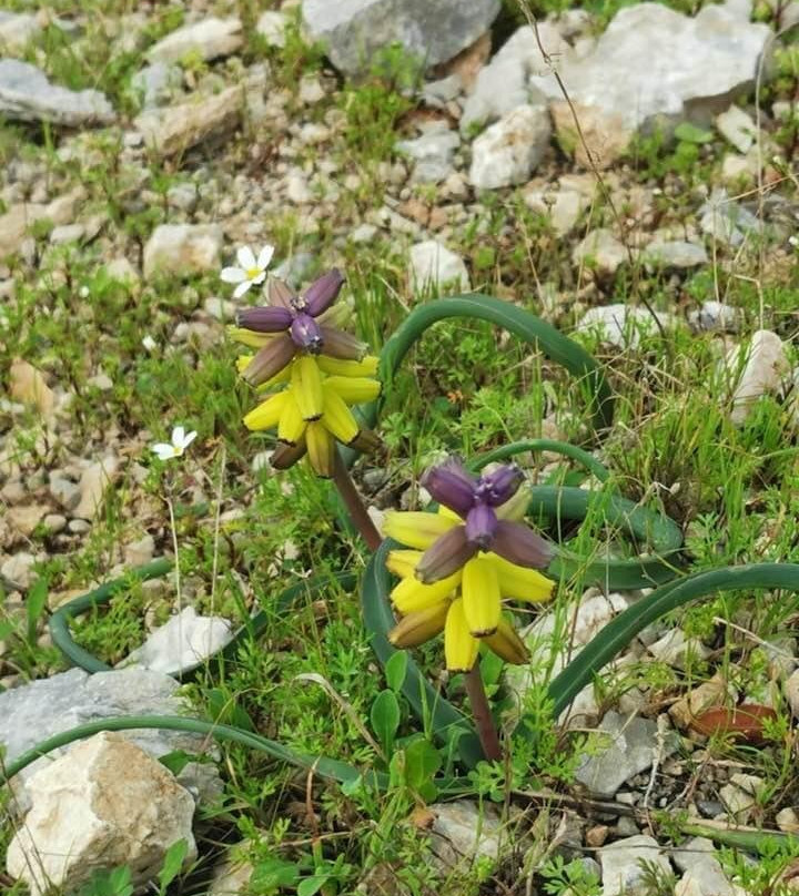 Karaincir Suit Otel主图