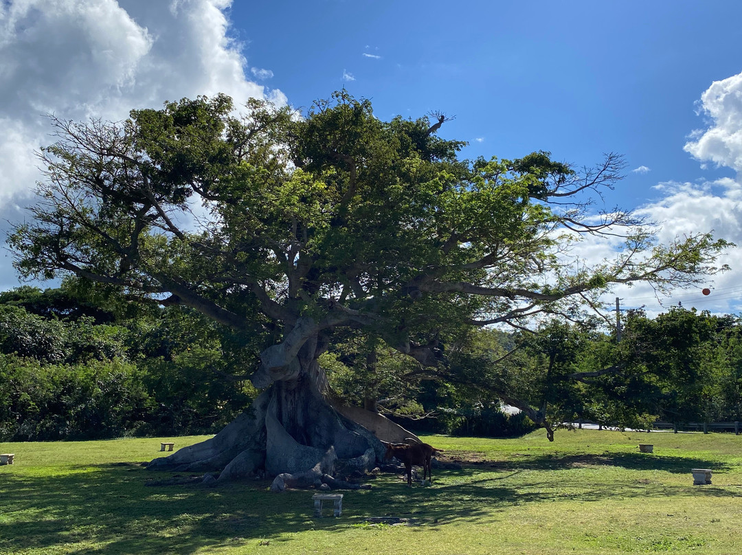 La Gran Ceiba de Vieques-维切克岛必去景点