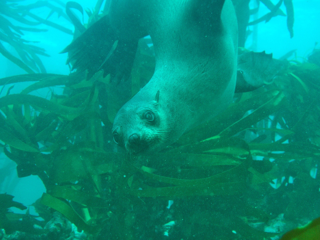 Two Brothers Diving-西门镇必去景点