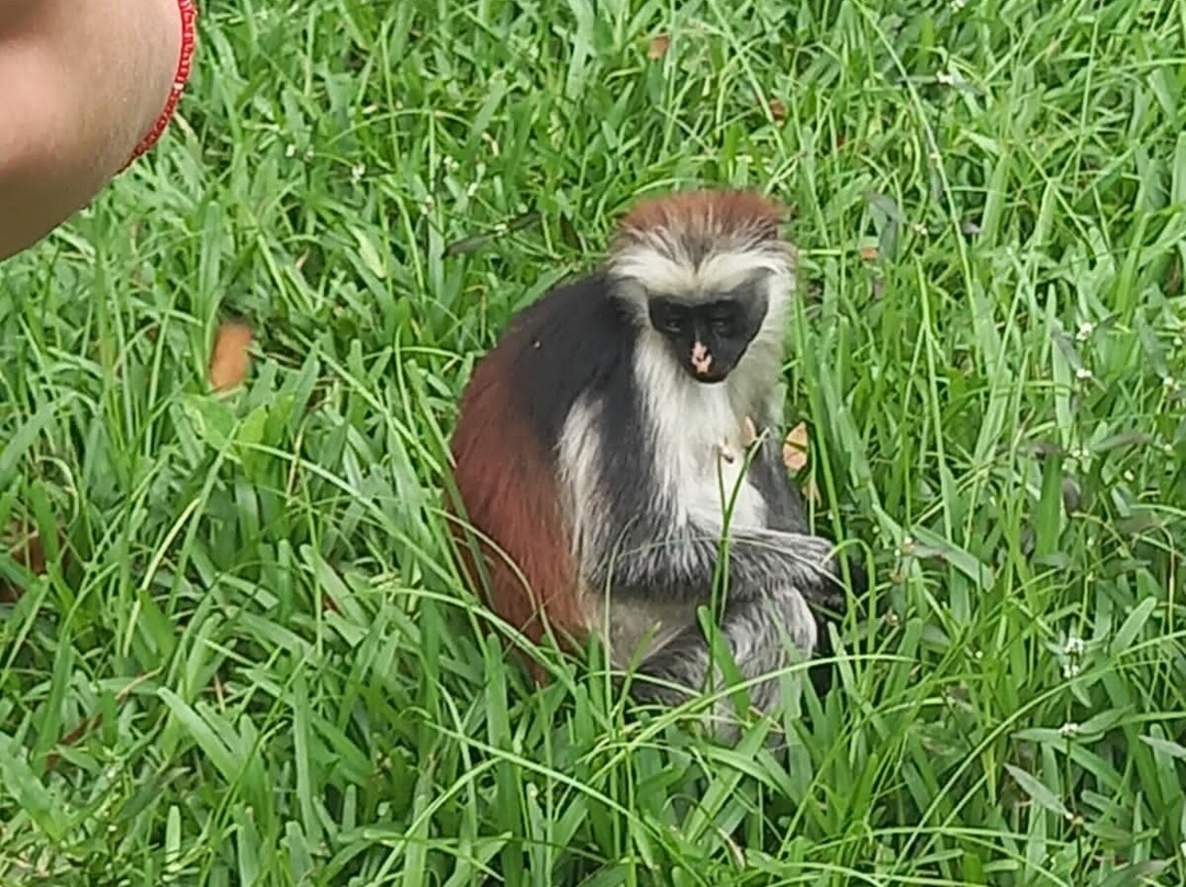 Jozani Chwaka Bay National Park-桑给巴尔岛必去景点