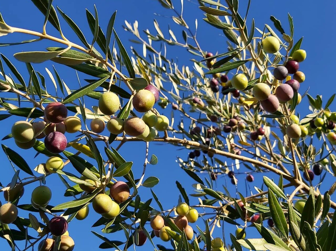 Olivo Istriano: Authentic Istrian family farm, guided walk, foods & wine-布延必去景点