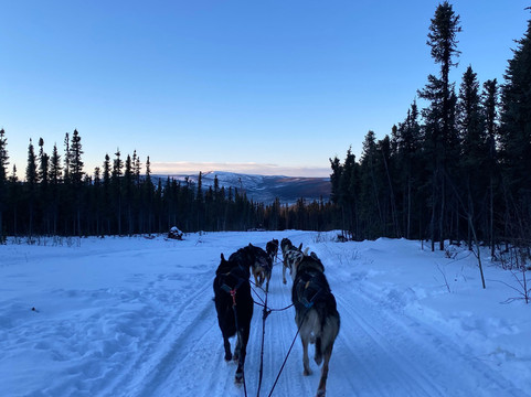 Black Spruce Dog Sledding-费尔班克斯必去景点
