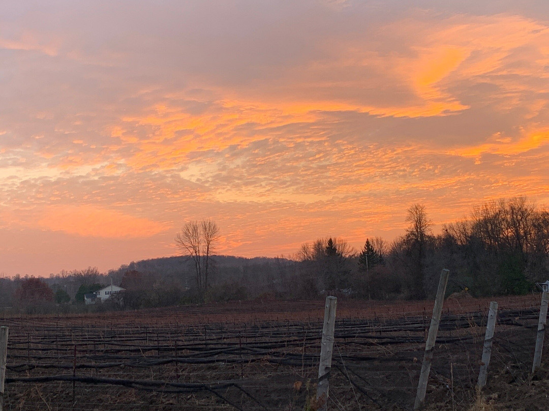 Scheuermann Vinyard and Winery景点图片