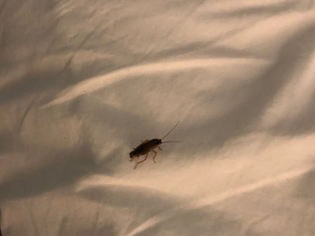 Rodeway Inn Port Richey North主图