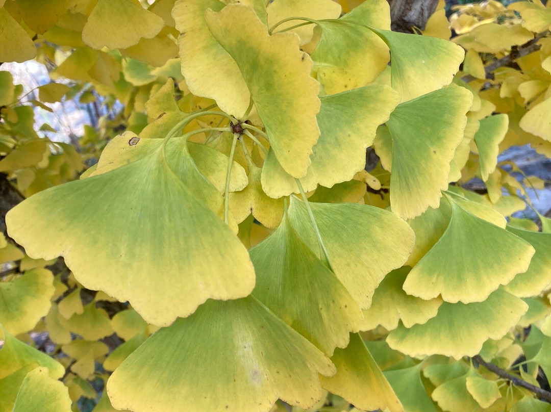 Clark Gardens Botanical Park景点图片
