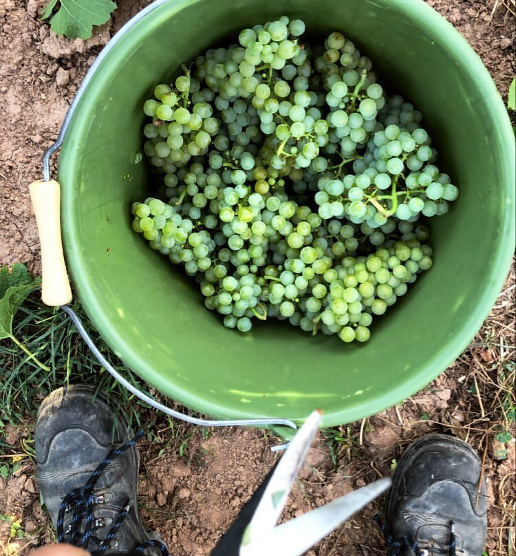 Weingut Eckehart Gröhl景点图片