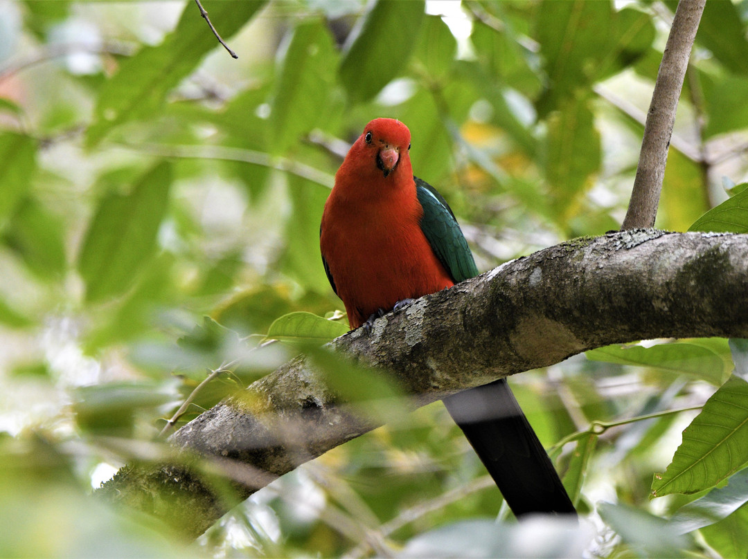 Tropical Treks Birding Adventures景点图片