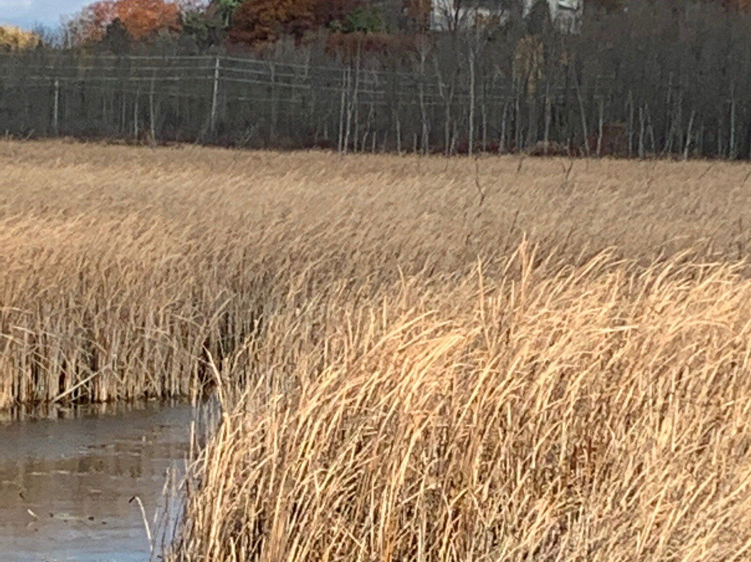 Wye Marsh Wildlife Centre-Midland必去景点