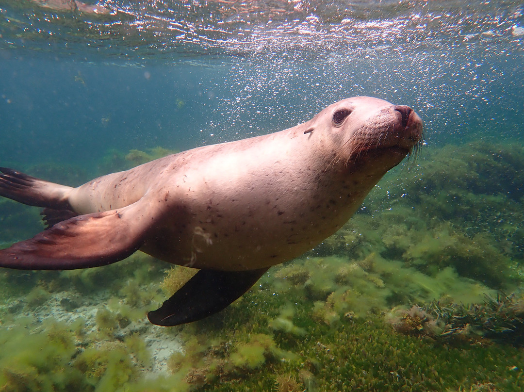 Sea Lion Charters景点图片