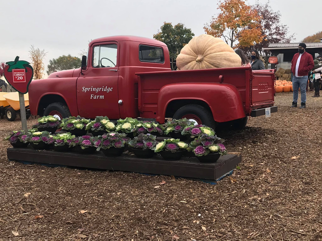 Springridge Farm-Milton必去景点