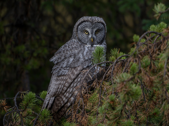 KAR Safaris-西黄石镇必去景点