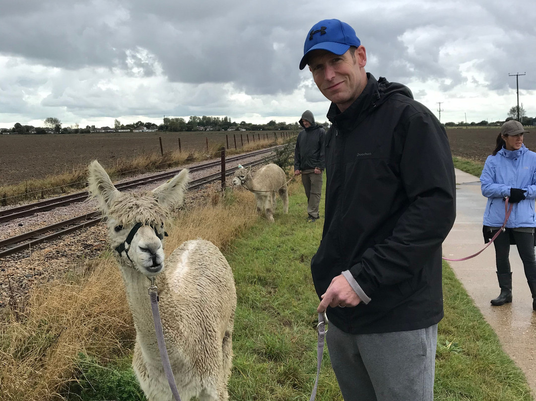 Alpaca Annie景点图片
