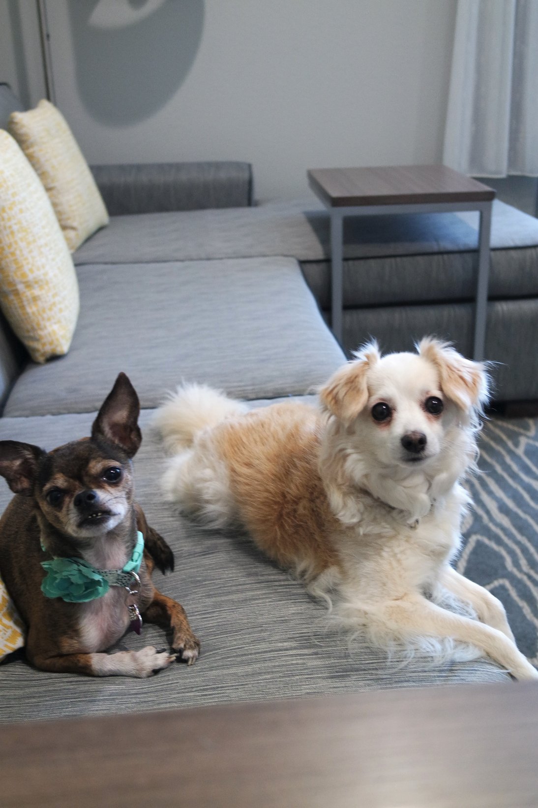 提夫顿拉昆塔温德姆套房酒店-portrait