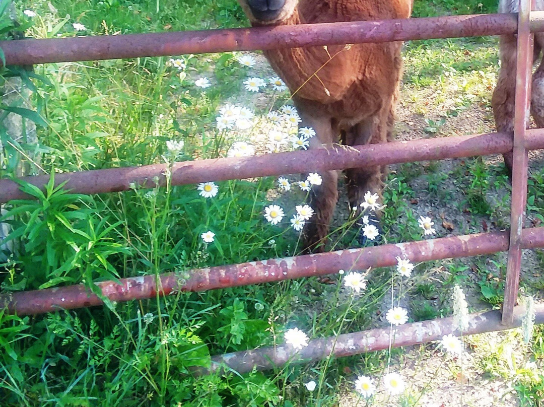 Alpaca Acres Farm and Fun景点图片