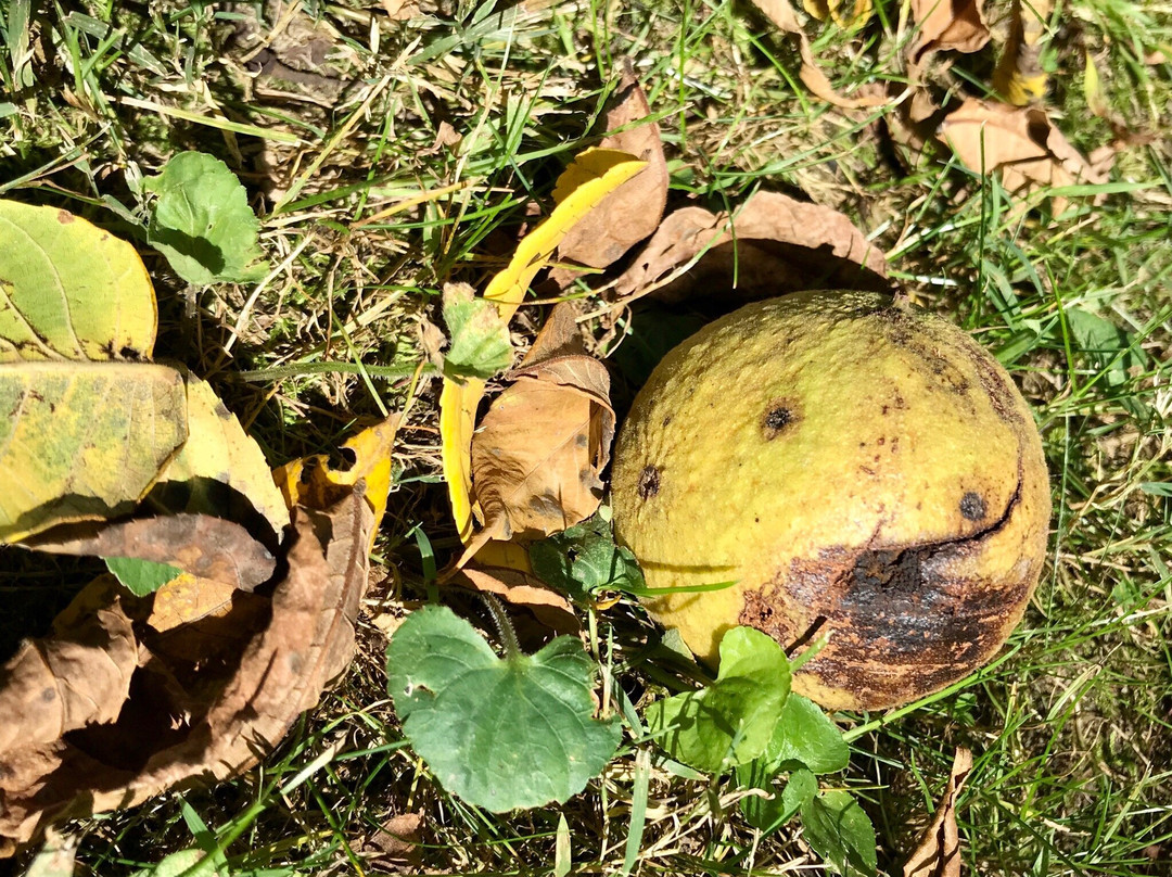 Lincoln Trail Homestead State Park & Memorial-Mount Zion必去景点