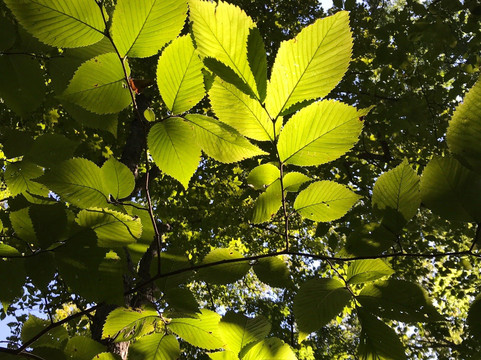 Spitler Woods State Natural Area-Mount Zion必去景点