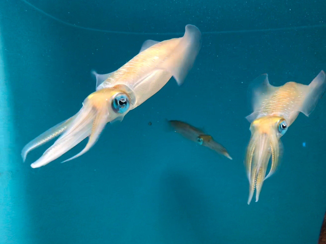 Miyajima Public Aquarium-廿日市市必去景点