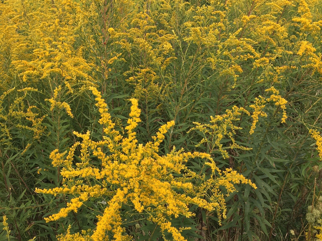 Acacia Reservation景点图片