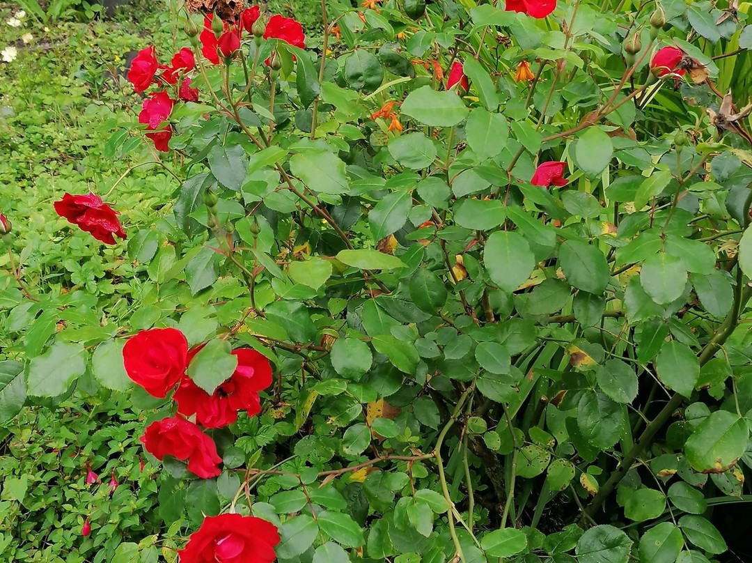 St Benet's Abbey主图