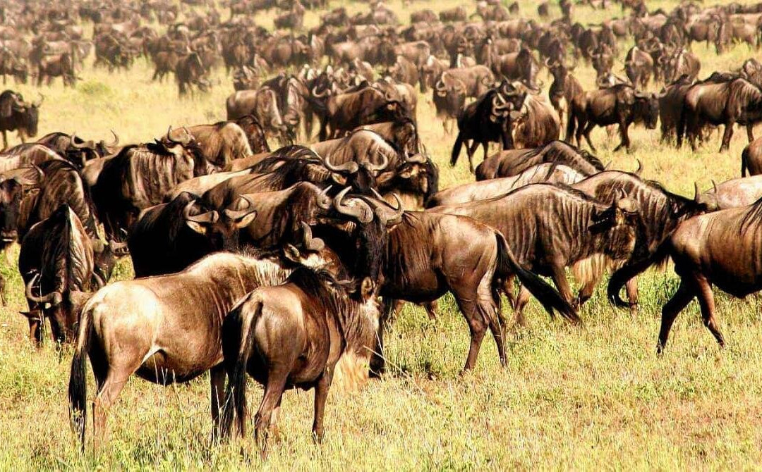 Expedition Africa-阿鲁沙必去景点