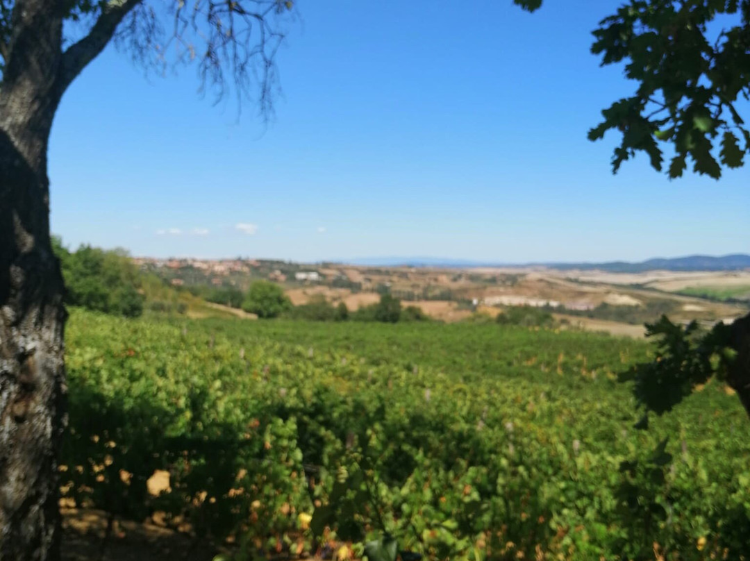Azienda Agricola Sante Marie di Vignoni-圣奎里科多尔恰必去景点