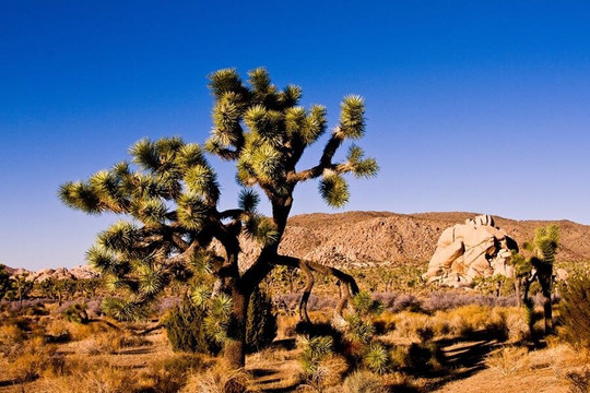 Rek Travel-芝加哥必去景点