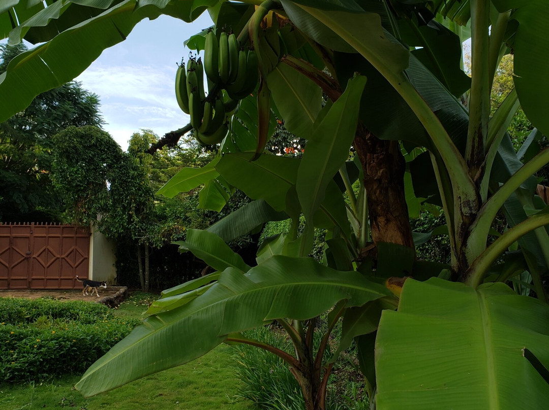 Safariland Cottages主图