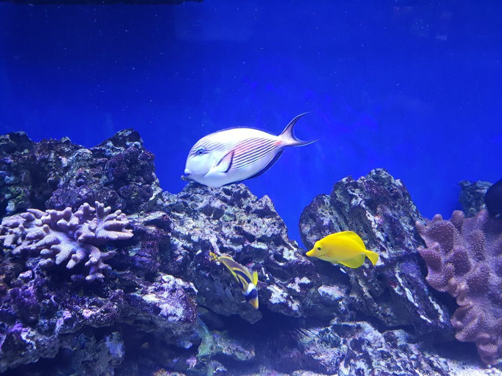 Okeanarium Rif-阿纳帕必去景点
