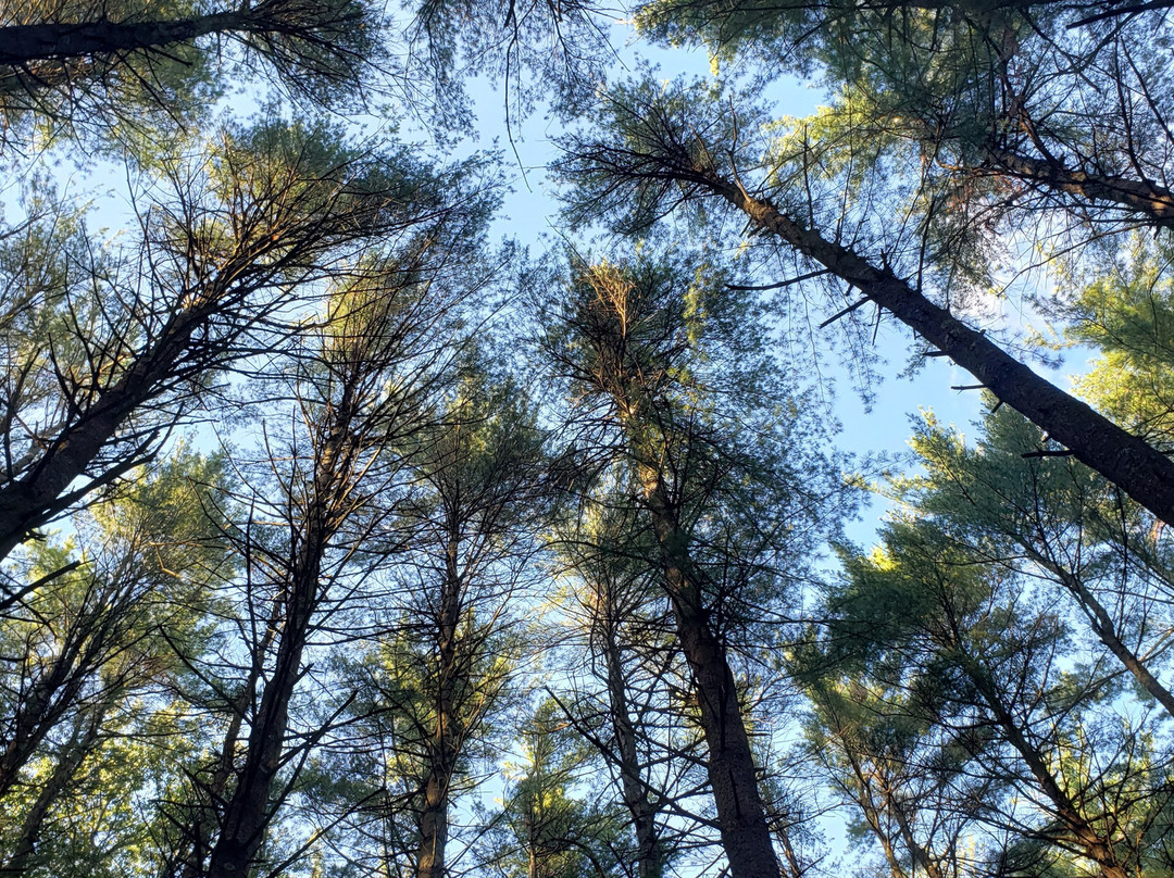 Granville State Forest景点图片