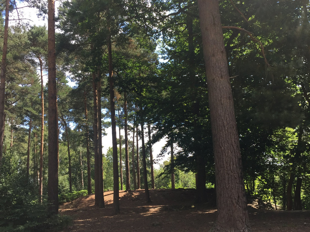 Angley Wood