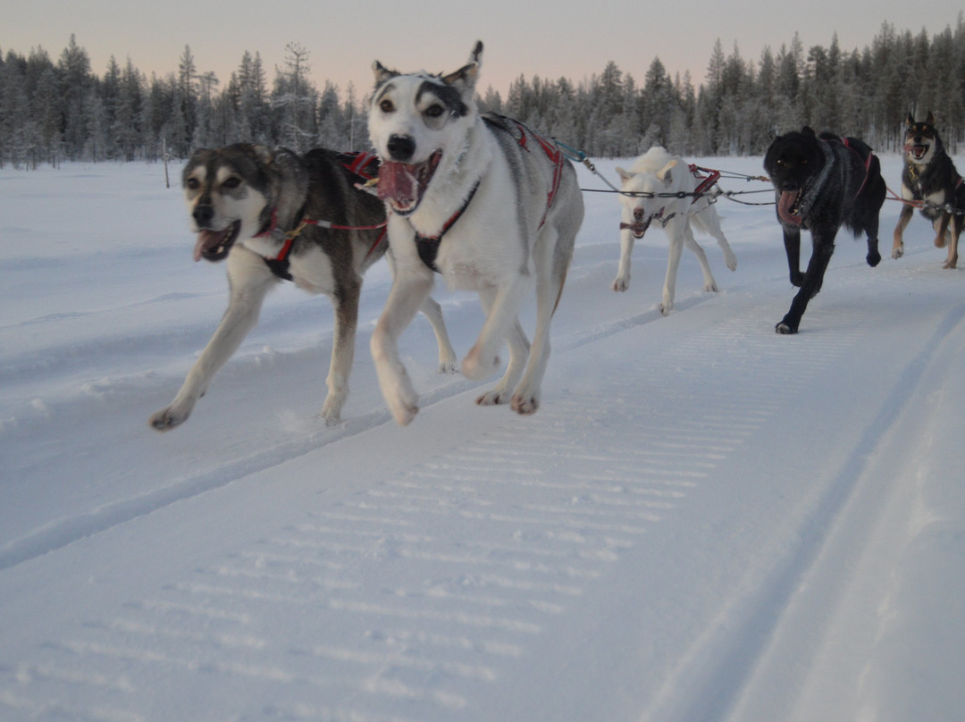 Pinewood's huskies-罗瓦涅米必去景点