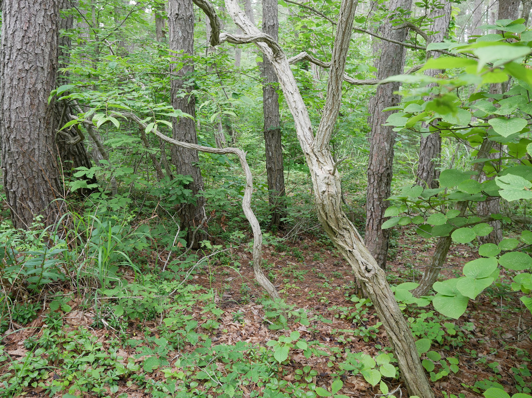 Sarugamori Hiba Maibotsu Forest景点图片