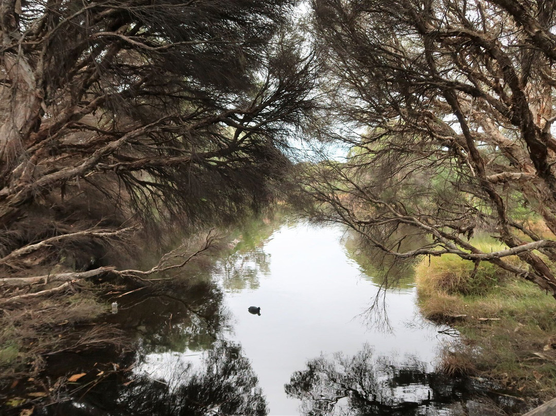 Big Swamp Walk-班伯利必去景点