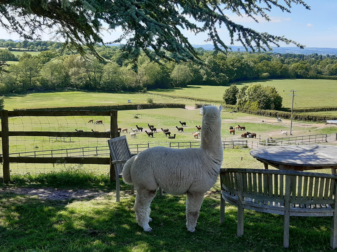 Patou Alpacas-惠灵顿必去景点