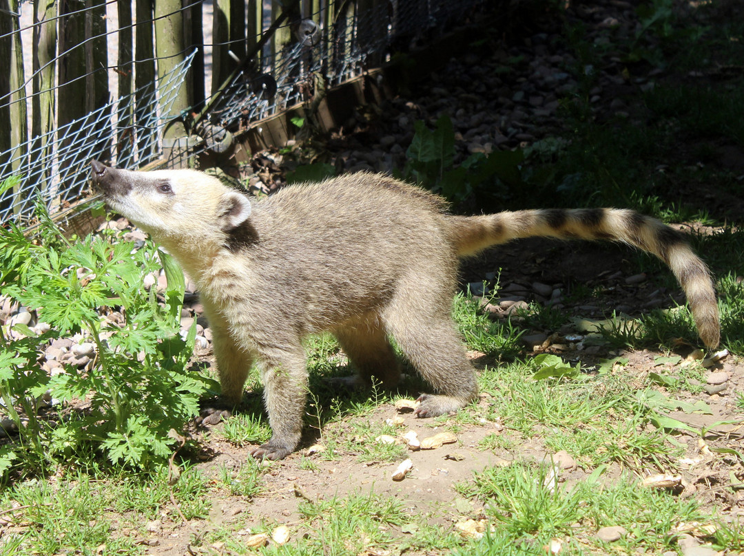 Tierpark Bad Pyrmont景点图片