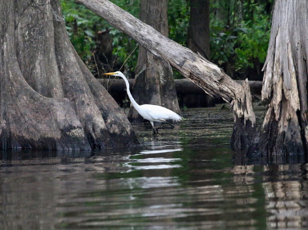 Big Cypress Tours-Uncertain必去景点