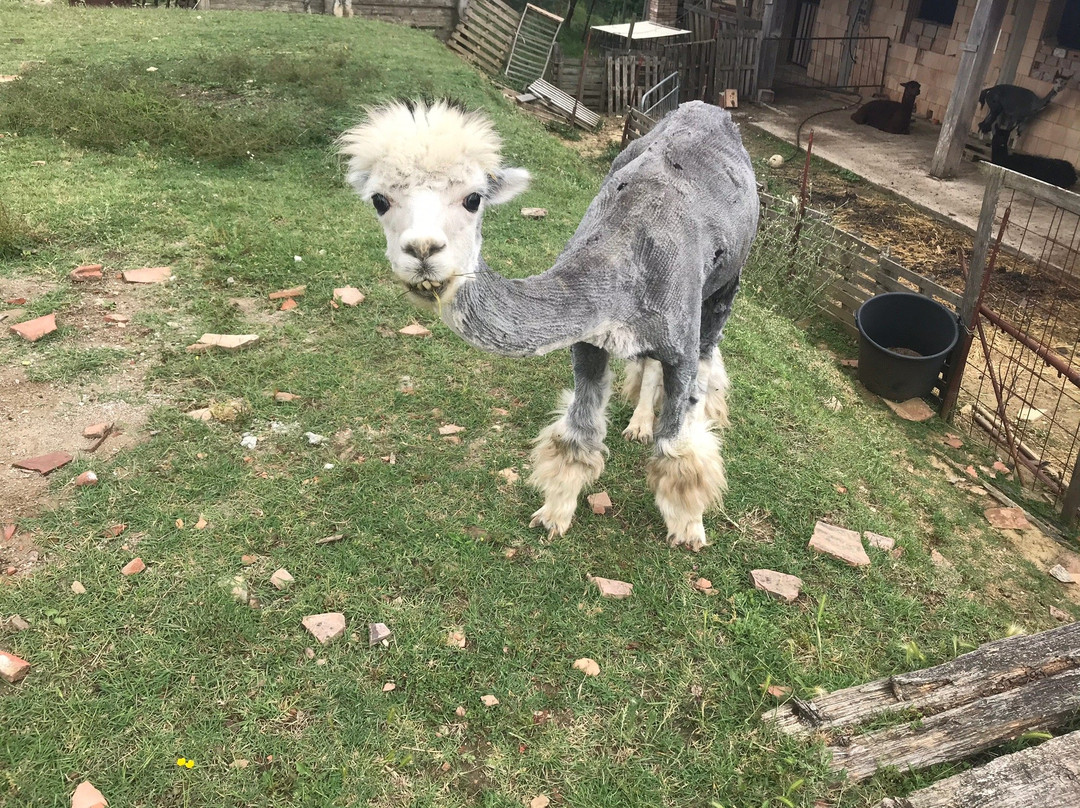 La Valle degli Alpaca Farm景点图片
