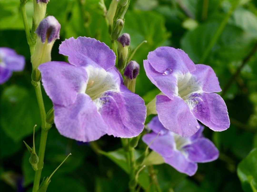 Dubua Cafe-那空猜是必去景点