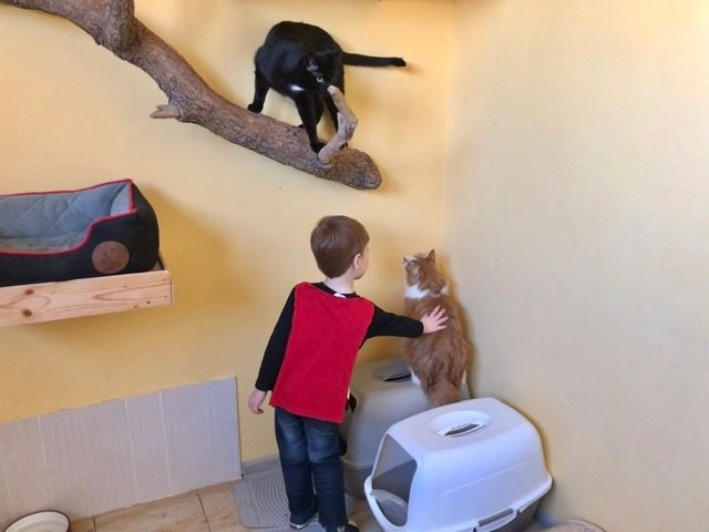 The Cat Museum-希奥利艾必去景点