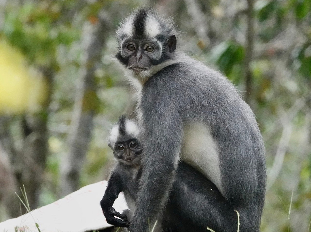 Expedition Jungle-武吉拉旺必去景点